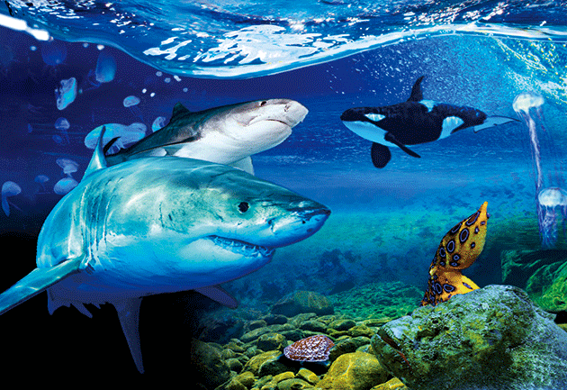 3D Placemat Australian Animals/Themes - Fair Dinkum Gifts