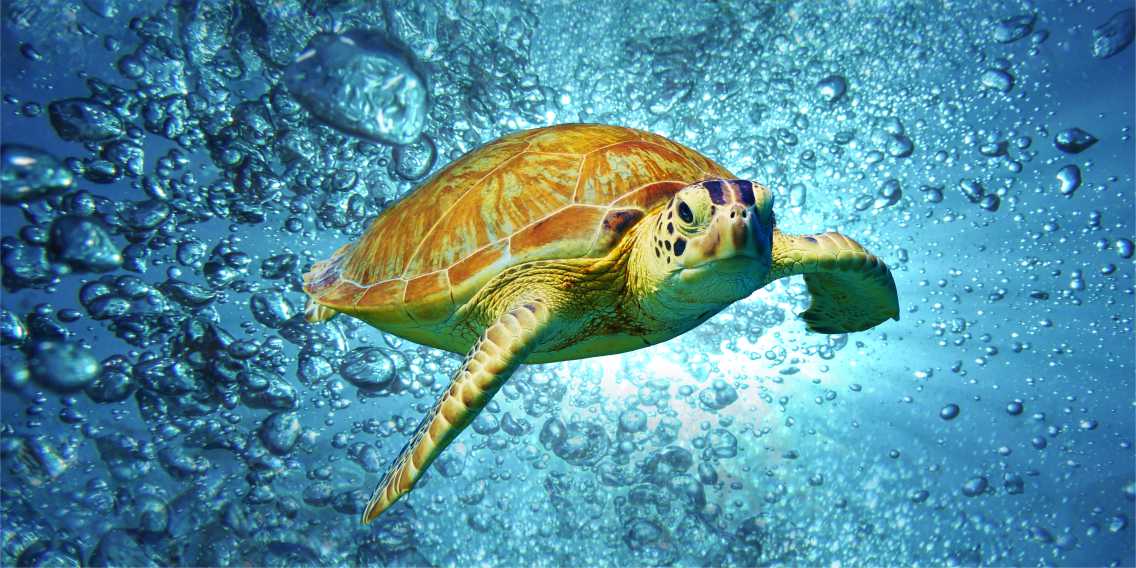 MICROFIBRE BEACH TOWELS