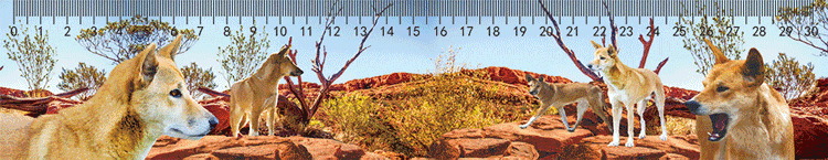 3D Ruler 30cm Aussie Animals Australian Native Designs Lenticular Printed - fair-dinkum-gifts