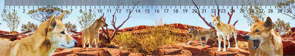 3D Ruler 30cm Aussie Animals Australian Native Designs Lenticular Printed - fair-dinkum-gifts