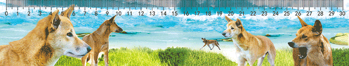 3D Ruler 30cm Aussie Animals Australian Native Designs Lenticular Printed - fair-dinkum-gifts