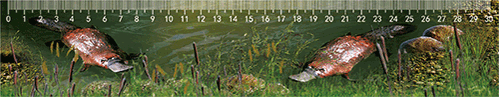 3D Ruler 30cm Aussie Animals Australian Native Designs Lenticular Printed - fair-dinkum-gifts