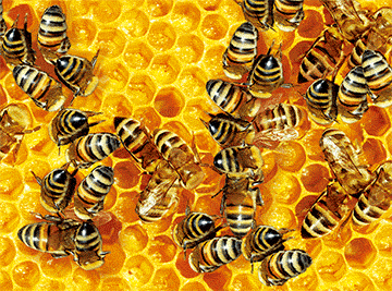 3D Placemats Pack of 2 Australia 3D Lenticular Printed Aussie Animals Wildlife Designs - fair-dinkum-gifts