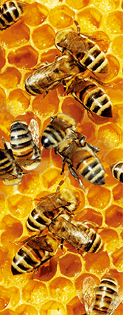 Pack of 5 x 3D Bookmarks LENTICULAR Book Marks Aussie Australian Theme Animals Souvenirs - fair-dinkum-gifts