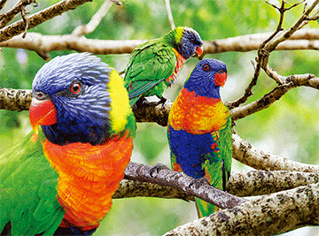 3D Placemats Pack of 2 Australia 3D Lenticular Printed Aussie Animals Wildlife Designs - fair-dinkum-gifts