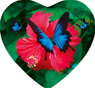 3D Heart Magnets Aussie Animals Australian Themes Fridge Magnets Love Hearts - fair-dinkum-gifts