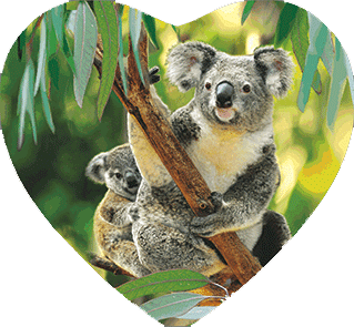 3D Heart Magnets Aussie Animals Australian Themes Fridge Magnets Love Hearts - fair-dinkum-gifts