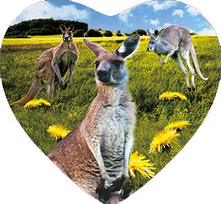 3D Heart Magnets Aussie Animals Australian Themes Fridge Magnets Love Hearts - fair-dinkum-gifts