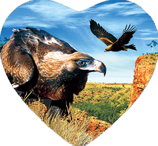 3D Heart Magnets Aussie Animals Australian Themes Fridge Magnets Love Hearts - fair-dinkum-gifts