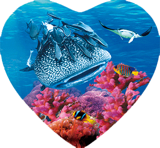 3D Heart Magnets Aussie Animals Australian Themes Fridge Magnets Love Hearts - fair-dinkum-gifts