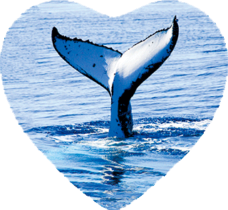 3D Heart Magnets Aussie Animals Australian Themes Fridge Magnets Love Hearts - fair-dinkum-gifts