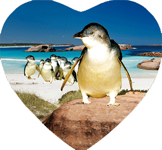 3D Heart Magnets Aussie Animals Australian Themes Fridge Magnets Love Hearts - fair-dinkum-gifts