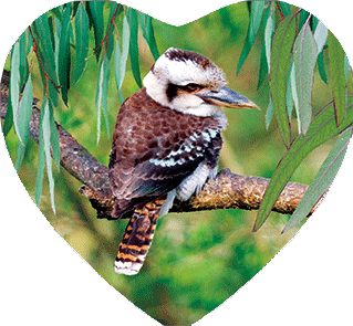 3D Heart Magnets Aussie Animals Australian Themes Fridge Magnets Love Hearts - fair-dinkum-gifts