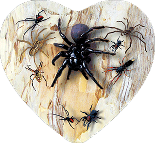 3D Heart Magnets Aussie Animals Australian Themes Fridge Magnets Love Hearts - fair-dinkum-gifts