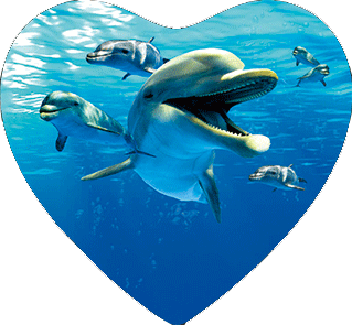 3D Heart Magnets Aussie Animals Australian Themes Fridge Magnets Love Hearts - fair-dinkum-gifts