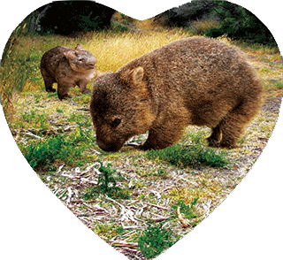 3D Heart Magnets Aussie Animals Australian Themes Fridge Magnets Love Hearts - fair-dinkum-gifts