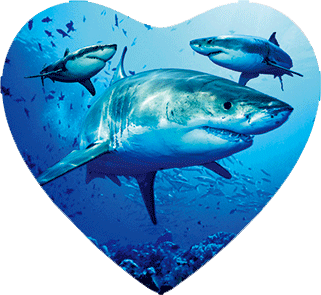 3D Heart Magnets Aussie Animals Australian Themes Fridge Magnets Love Hearts - fair-dinkum-gifts