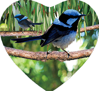 3D Heart Magnets Aussie Animals Australian Themes Fridge Magnets Love Hearts - fair-dinkum-gifts