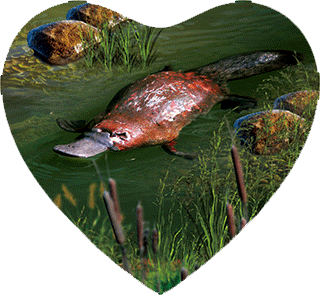 3D Heart Magnets Aussie Animals Australian Themes Fridge Magnets Love Hearts - fair-dinkum-gifts