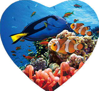 3D Heart Magnets Aussie Animals Australian Themes Fridge Magnets Love Hearts - fair-dinkum-gifts