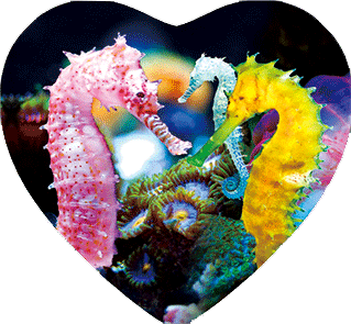 3D Heart Magnets Aussie Animals Australian Themes Fridge Magnets Love Hearts - fair-dinkum-gifts