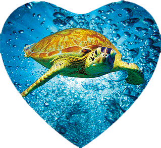 3D Heart Magnets Aussie Animals Australian Themes Fridge Magnets Love Hearts - fair-dinkum-gifts