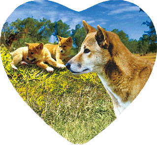 3D Heart Magnets Aussie Animals Australian Themes Fridge Magnets Love Hearts - fair-dinkum-gifts