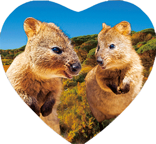 3D Heart Magnets Aussie Animals Australian Themes Fridge Magnets Love Hearts - fair-dinkum-gifts