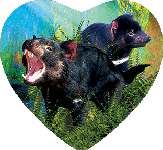 3D Heart Magnets Aussie Animals Australian Themes Fridge Magnets Love Hearts - fair-dinkum-gifts