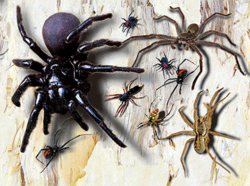 3D Placemats Pack of 2 Australia 3D Lenticular Printed Aussie Animals Wildlife Designs - fair-dinkum-gifts