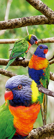 Pack of 5 x 3D Bookmarks LENTICULAR Book Marks Aussie Australian Theme Animals Souvenirs - fair-dinkum-gifts