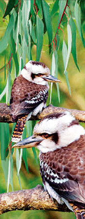 Pack of 5 x 3D Bookmarks LENTICULAR Book Marks Aussie Australian Theme Animals Souvenirs - fair-dinkum-gifts