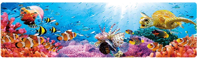 3D Bumper Stickers Aussie Animals Australian Souvenirs Lenticular Rectangle Stickers - fair-dinkum-gifts