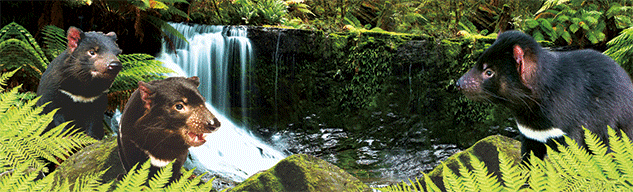 3D Bumper Stickers Aussie Animals Australian Souvenirs Lenticular Rectangle Stickers - fair-dinkum-gifts