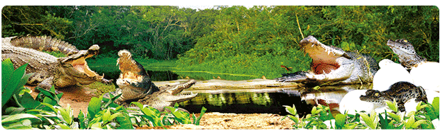 3D Bumper Stickers Aussie Animals Australian Souvenirs Lenticular Rectangle Stickers - fair-dinkum-gifts