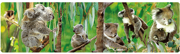 3D Bumper Stickers Aussie Animals Australian Souvenirs Lenticular Rectangle Stickers - fair-dinkum-gifts