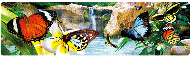 3D Bumper Stickers Aussie Animals Australian Souvenirs Lenticular Rectangle Stickers - fair-dinkum-gifts