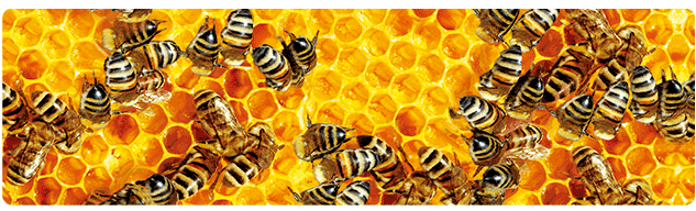 3D Bumper Stickers Aussie Animals Australian Souvenirs Lenticular Rectangle Stickers - fair-dinkum-gifts