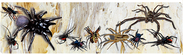 3D Bumper Stickers Aussie Animals Australian Souvenirs Lenticular Rectangle Stickers - fair-dinkum-gifts