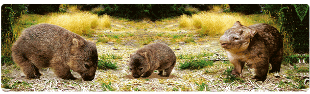 3D Bumper Stickers Aussie Animals Australian Souvenirs Lenticular Rectangle Stickers - fair-dinkum-gifts