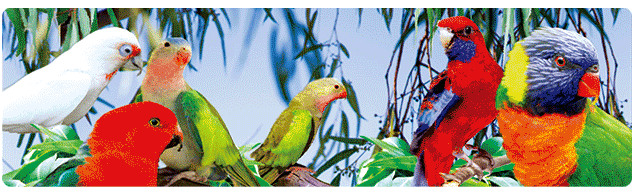 3D Bumper Stickers Aussie Animals Australian Souvenirs Lenticular Rectangle Stickers - fair-dinkum-gifts