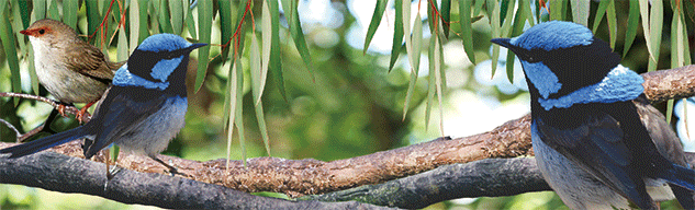 3D Bumper Stickers Aussie Animals Australian Souvenirs Lenticular Rectangle Stickers - fair-dinkum-gifts