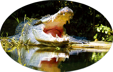 3D Oval Sticker Aussie Animals Australian Souvenirs Lenticular Bumper Stickers - fair-dinkum-gifts