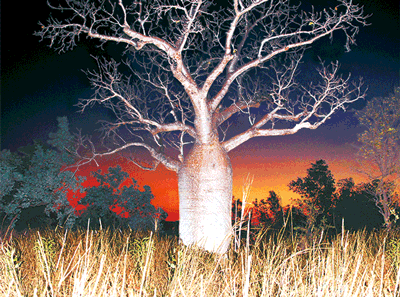 3D Placemats Pack of 2 Australia 3D Lenticular Printed Aussie Animals Wildlife Designs - fair-dinkum-gifts