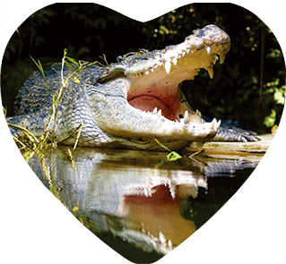 3D Heart Magnets Aussie Animals Australian Themes Fridge Magnets Love Hearts - fair-dinkum-gifts