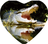 3D Heart Magnets Aussie Animals Australian Themes Fridge Magnets Love Hearts - fair-dinkum-gifts