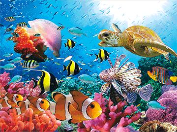 3D Placemats Pack of 2 Australia 3D Lenticular Printed Aussie Animals Wildlife Designs - fair-dinkum-gifts