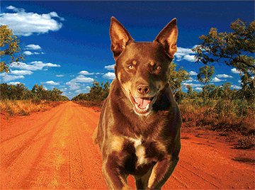 3D Placemats Pack of 2 Australia 3D Lenticular Printed Aussie Animals Wildlife Designs - fair-dinkum-gifts