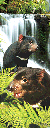 Pack of 5 x 3D Bookmarks LENTICULAR Book Marks Aussie Australian Theme Animals Souvenirs - fair-dinkum-gifts