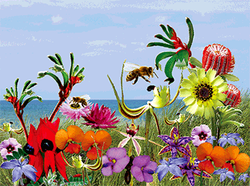 3D Placemats Pack of 2 Australia 3D Lenticular Printed Aussie Animals Wildlife Designs - fair-dinkum-gifts